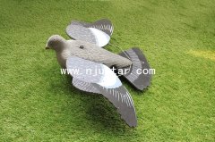 Pigeon S023