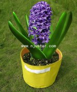 Planter  PP027